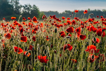 Red poppies illuminated by the morning sun