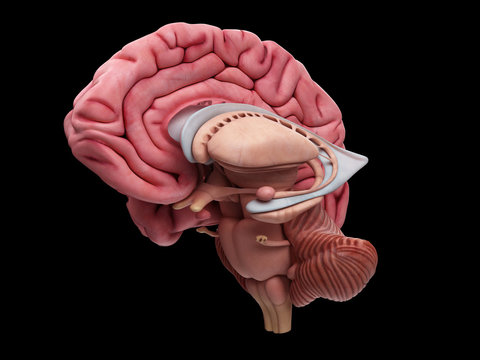 medically accurate illustration of the brain anatomy