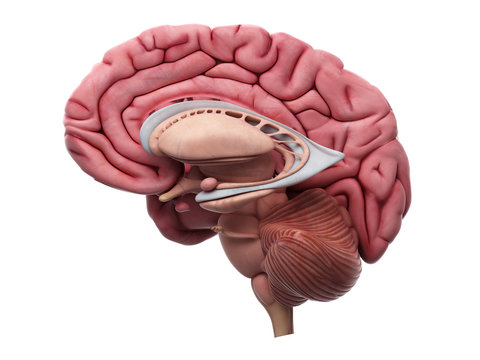 medically accurate illustration of the brain anatomy
