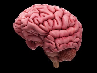 medically accurate illustration of the brain