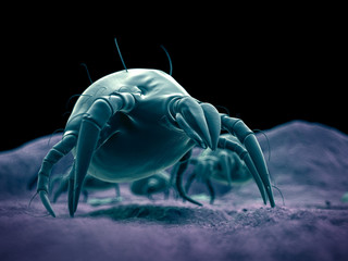 scientific illustration of a common dust mite