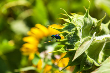 sunflower, field, sunflowers, blue, sky, nature, green, summer, bright, yellow, flower, background