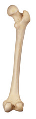 medically accurate illustration of the femur