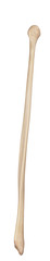 medically accurate illustration of the fibula