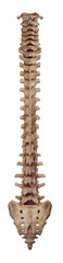medically accurate illustration of the human spine