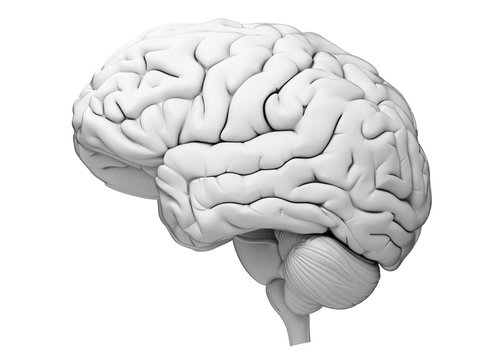 medically accurate illustration of the human brain