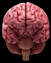 medically accurate illustration of the brain