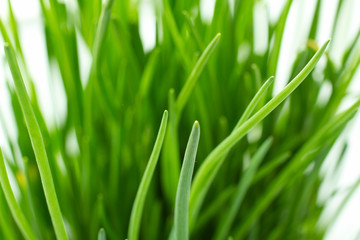 Chives isolated defocused closeup