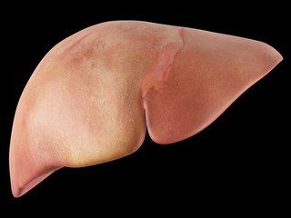 medically accurate illustration of the liver