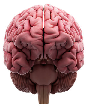 medically accurate illustration of the brain