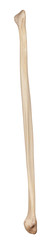 medically accurate illustration of the fibula