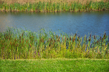 Pond with reeds and grass
