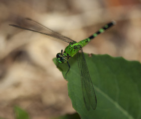 Dragonfly on a leaf