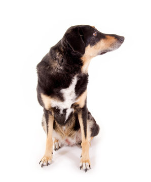 Sitzender Mischlingshund