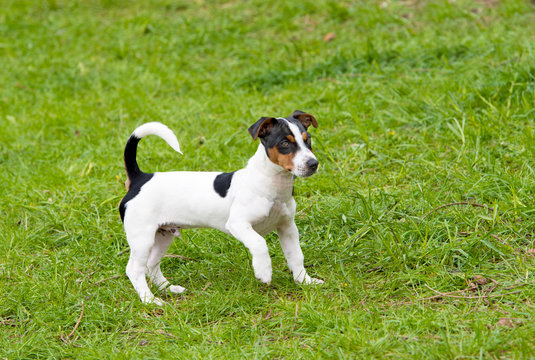 Jack Russell Terrier plays.  The Jack Russell Terrier is on the grass in the park.