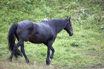 Black Horse on pasture