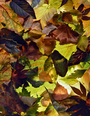 Background of Leaves in Autumn Colors