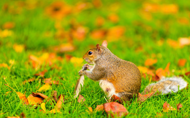 Naklejka na ściany i meble grey squirrel in autumn park