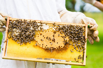 Imker kontrolliert Bienenstock und Wabenrahmen