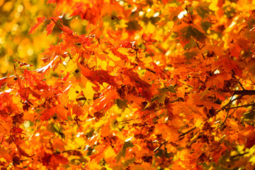 autumn leaves fall trees nature background