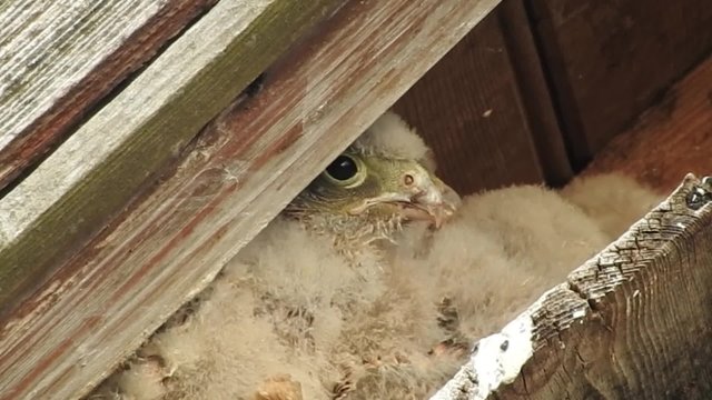 Turmfalke, Falco tinnunculus, Common Kestrel, Junge im Nest
