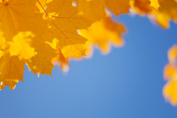Autumn sky and yellow maple leaves border