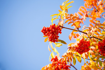 Rowan berries and leaves over blue sky