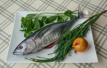 Рыбы Таиланда - тунец