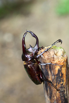Atlas beetle (Chalcosoma atlas) in Philippines