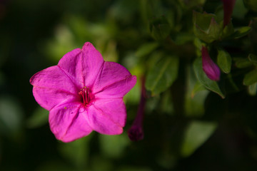 flower with pink leaves
