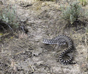 Oregon Bull/Great Basin Gopher Snake, Succor Creek, Southeastern Oregon