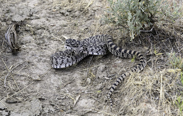 Fototapeta premium Oregon Bull/Great Basin Gopher Snake, Succor Creek, Southeastern Oregon