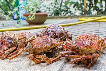 Spider Crabs close up