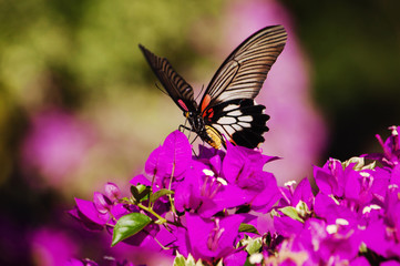 Beautiful butterfly on pink flowers Blurred