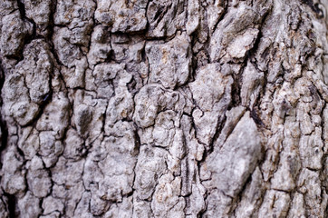 bark of tree