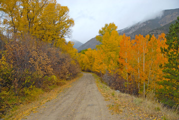 Golden Autumn colors in the Rocky Mountains