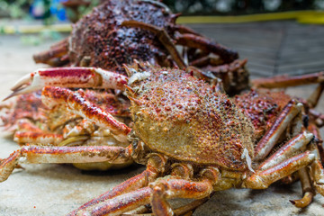 Spider Crabs close up