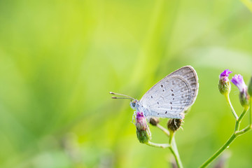 butterfly on flower