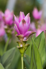 Siam Tulip flower