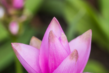 Siam Tulip flower