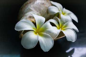vintage style in still-life mood of fascinating flower plumeria decorated in conch shell