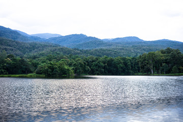 Spring forest is reflected in the river
