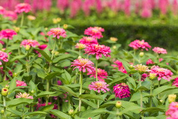 Beautiful flower in garden