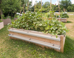 Community Garden with raised beds