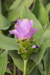 Siam Tulip flower