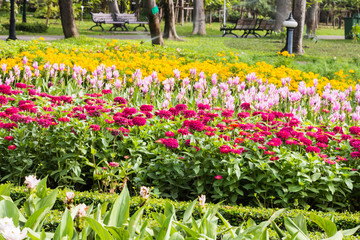 Beautiful flower in garden