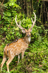 Chital is deer ,live in forest and is herbivorous