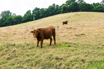 A heard of cows in the paddock during the day in Queensland