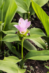 beautiful flower in garden