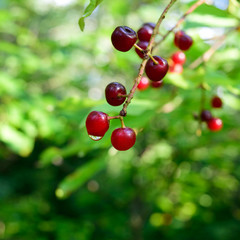 Closeup of Chokecherries (Prunus virginiana) with Dewdrop